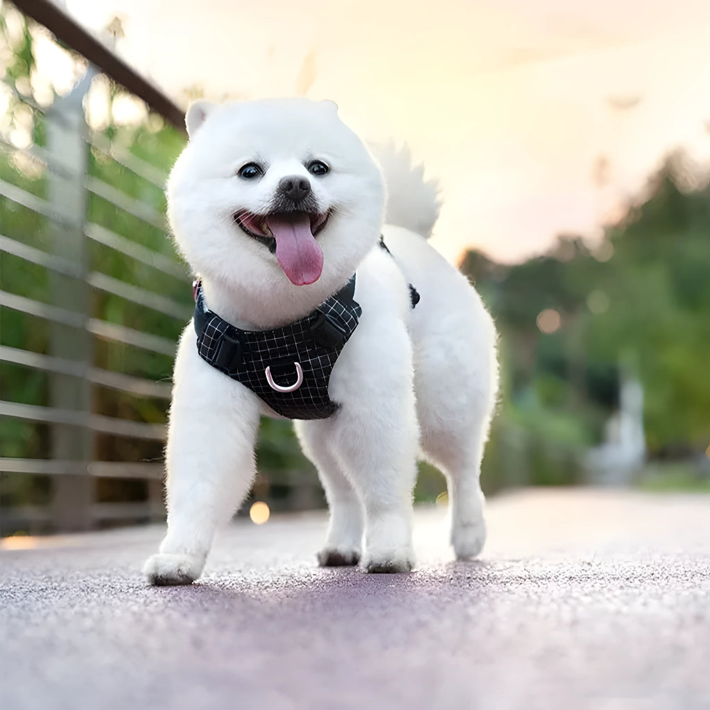 LED dog safety harness with chest strap, reflective trim, and lights in multiple colour options.