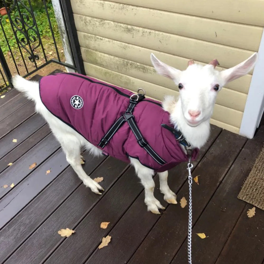 Waterproof dog coat with harness hole in rain silk fabric, available in multiple colours and sizes