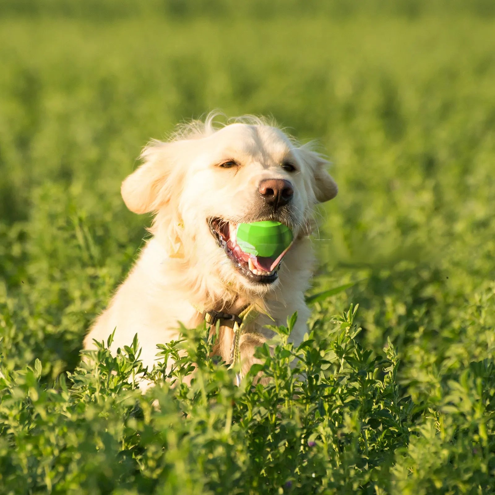 Green natural rubber squeaky dog ball toy for large breed aggressive chewers.