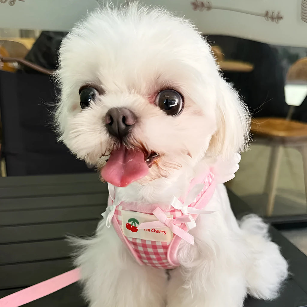 Small dog harness and lead set with chest and back attachment points in cotton material