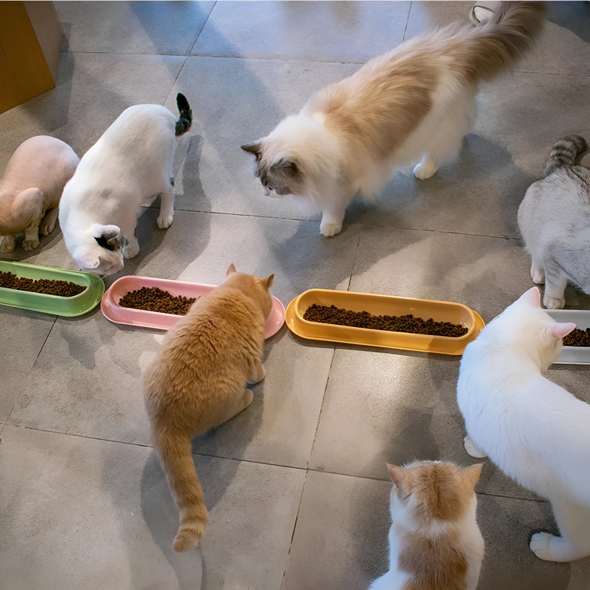 Set of four green pet feeding bowls with non-slip bases for cats and dogs