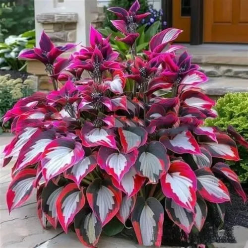 Pack of 50 coloured leaves jade barrettes flower seeds in clear OPP packaging.