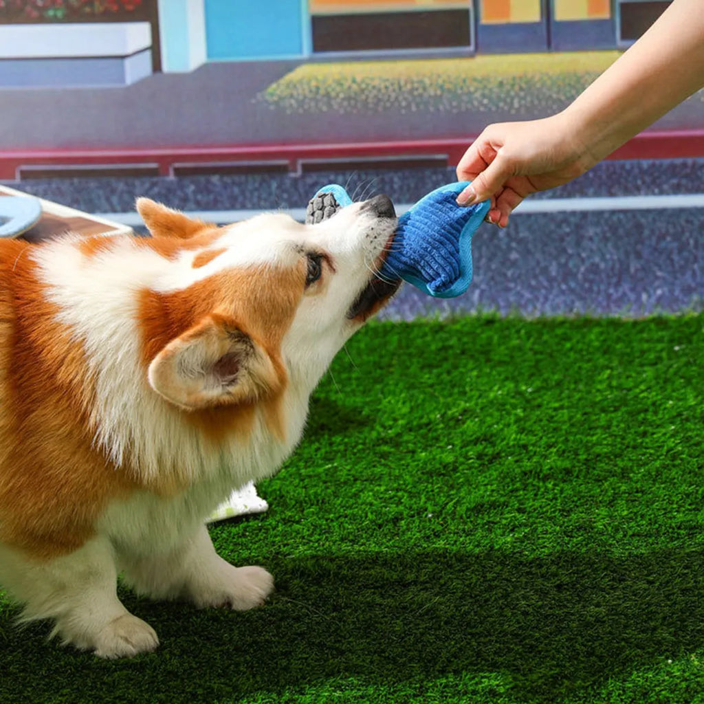 Blue teddy dog toy with a squeaking bone model and corn fleece lining.