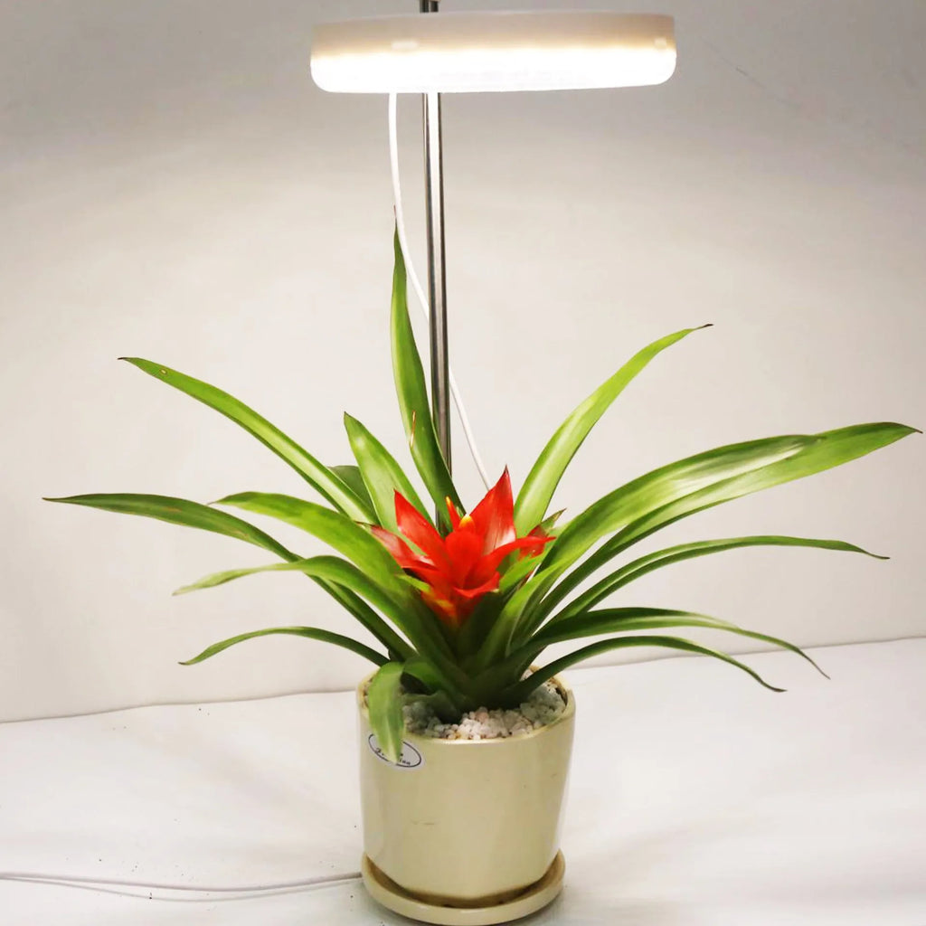 Compact plant growth lamp with LED lighting for desk plants showing full spectrum colour option
