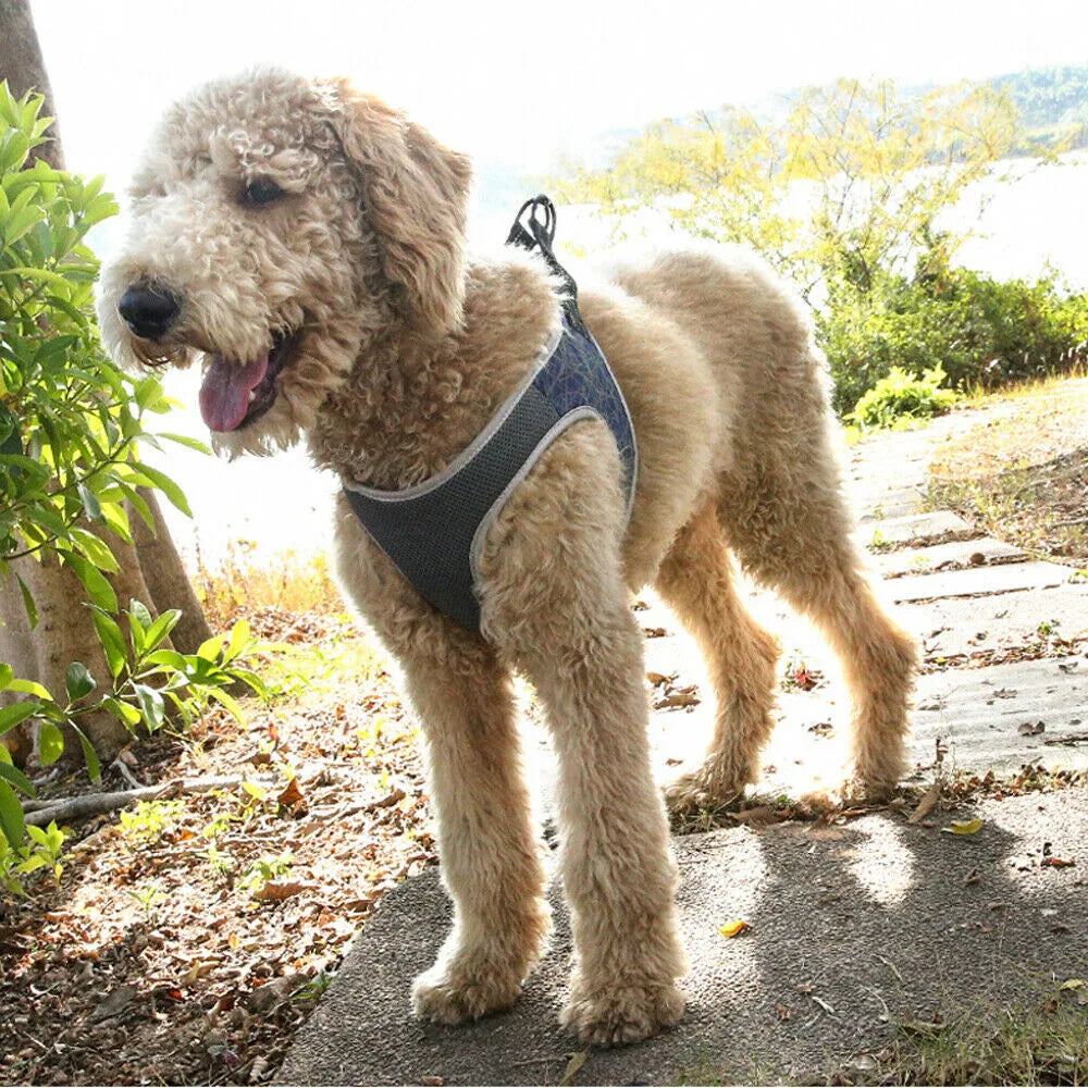 Dog leash vest in blue colour made of polyester and nylon with adjustable straps