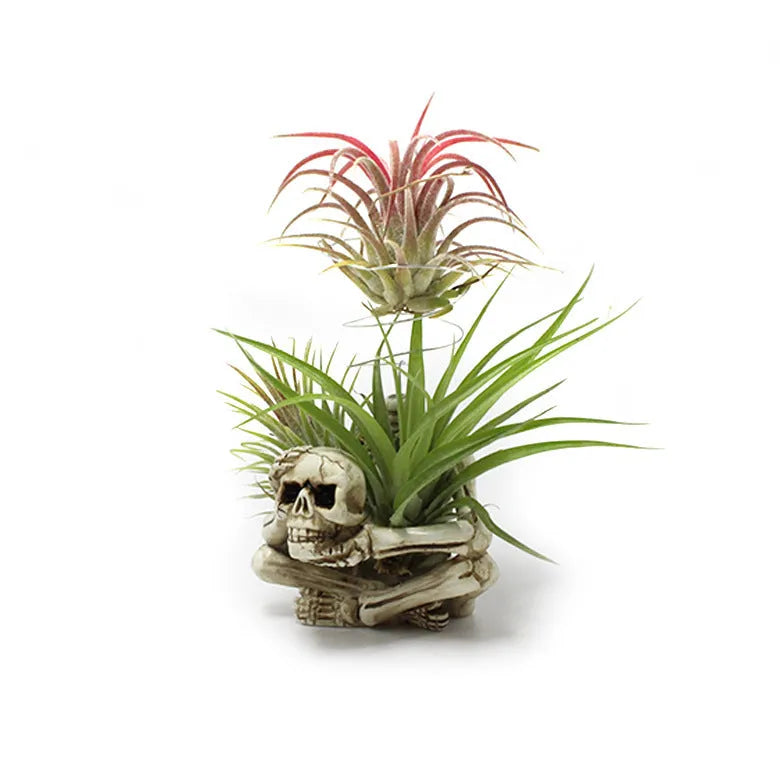 Gothic skull design Tillandsia bracket with resin pot for soilless air plant display