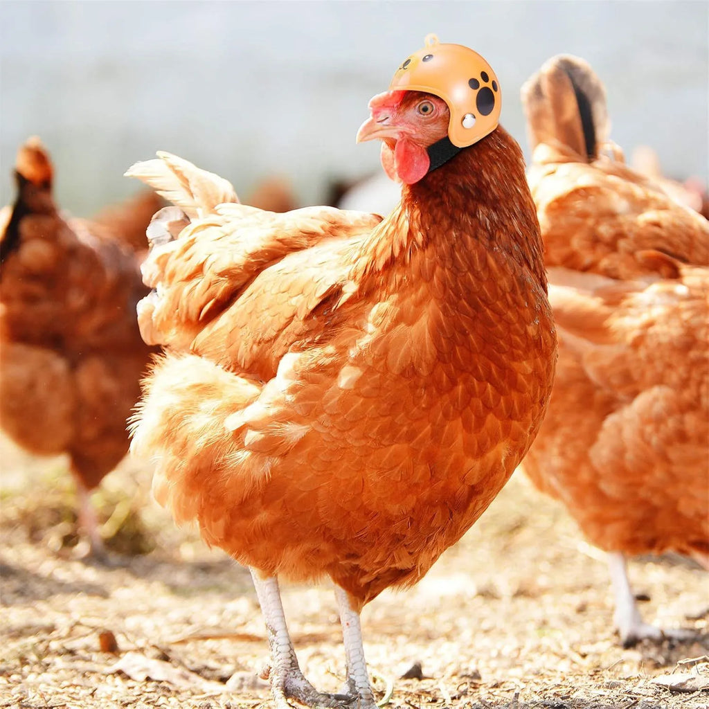 Adjustable plastic chicken helmet for small pet protection with elastic bands and sponge lining