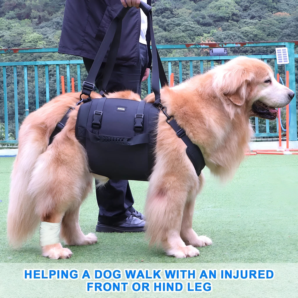 Black Oxford cloth dog harness shown on a dog, highlighting adjustable straps and chest support.