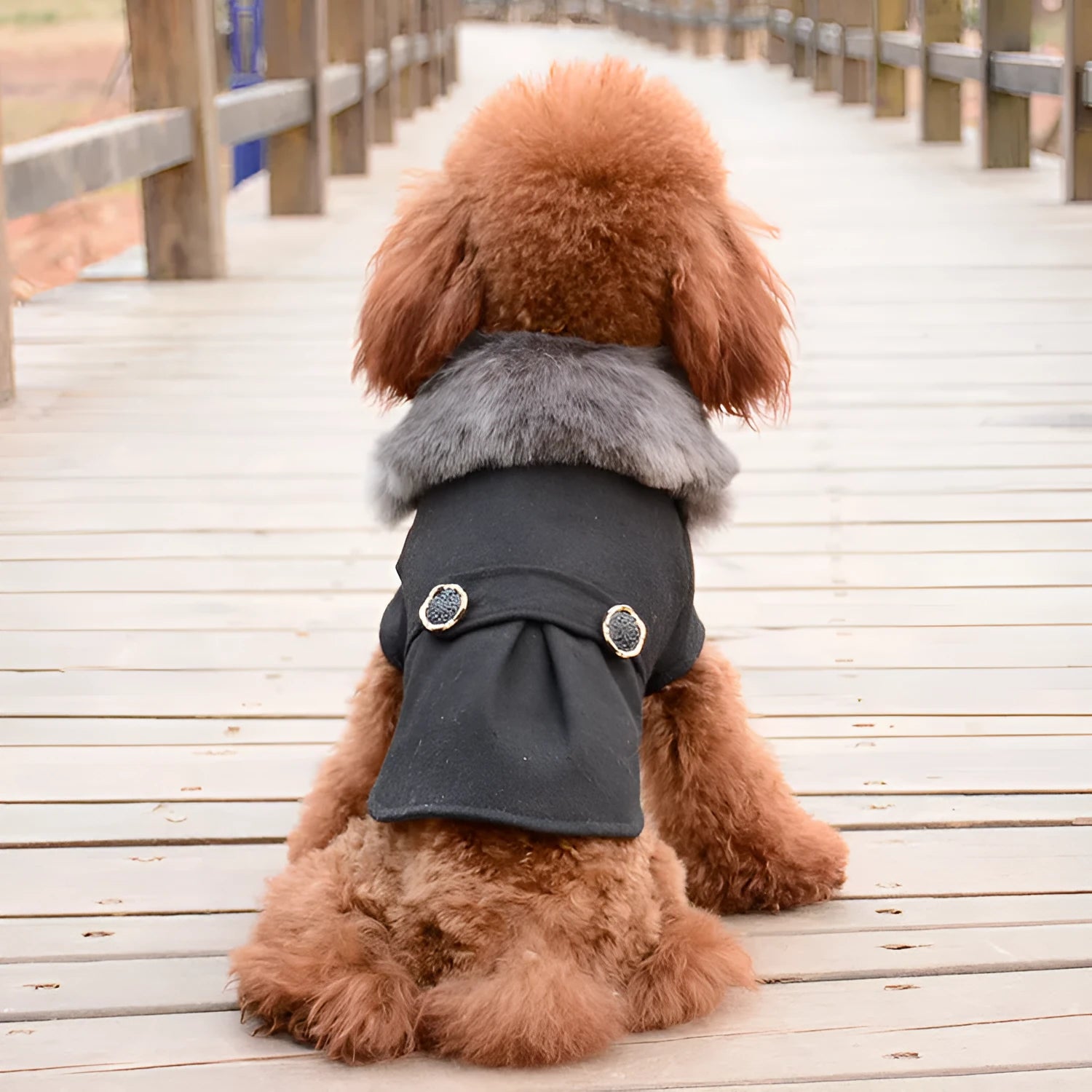 Solid colour autumn winter pet clothing from New Pet Feet in black on an animal