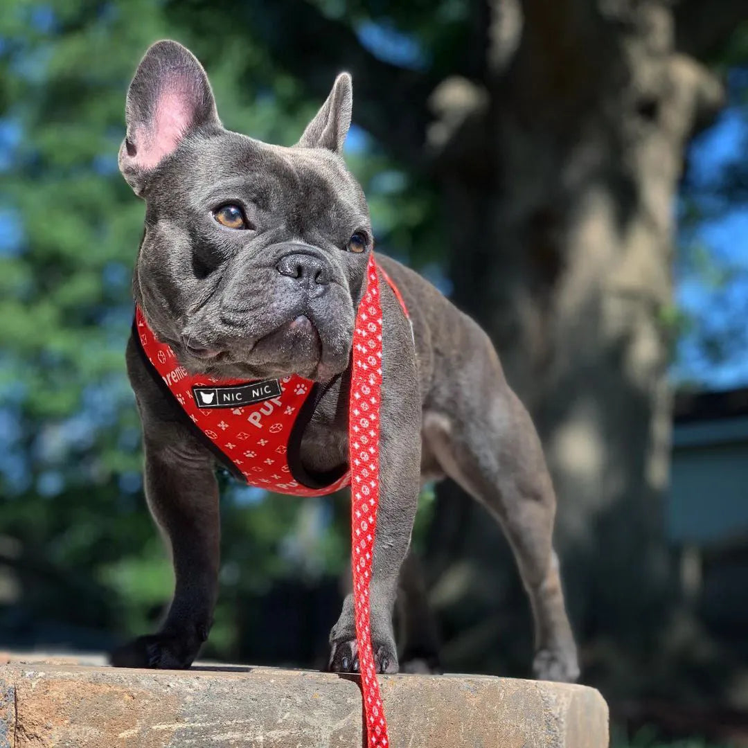 Ins dog breathable mesh chest harness in red letter polyester, side view showing red lettering on chest and back panel