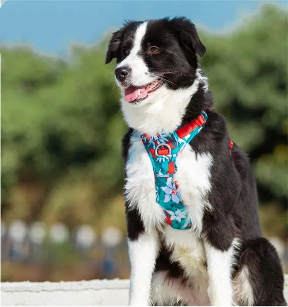 Adjustable dog walking harness set in blue nylon with aluminium alloy clips, suitable for small to large breeds