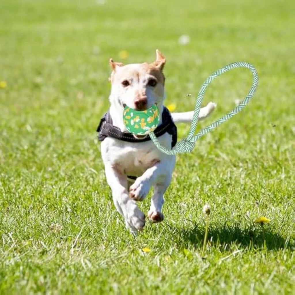 Natural rubber dog ball attached to nylon rope toy in two sizes for medium and small dogs