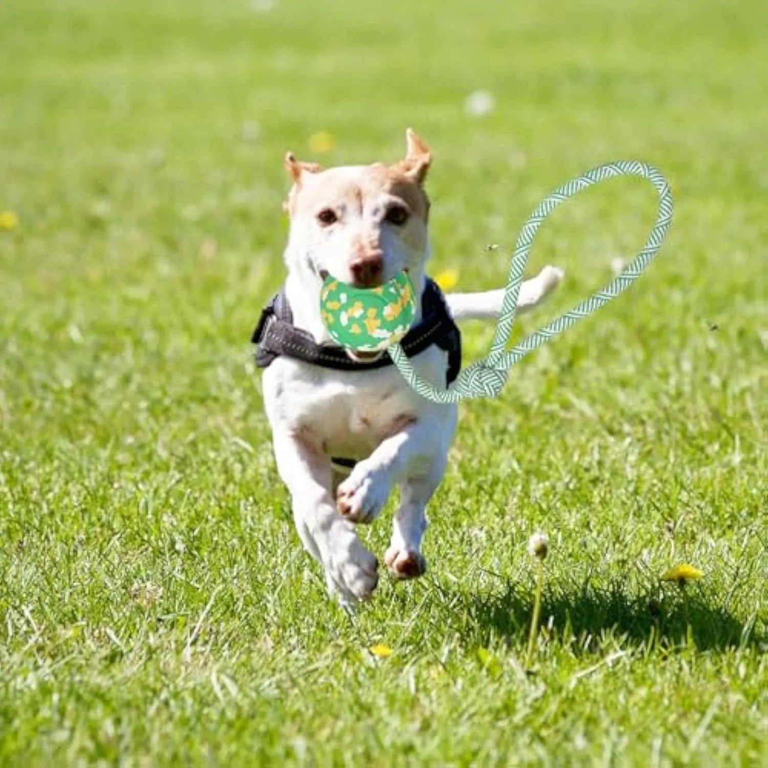 Natural rubber dog ball attached to nylon rope toy in two sizes for medium and small dogs