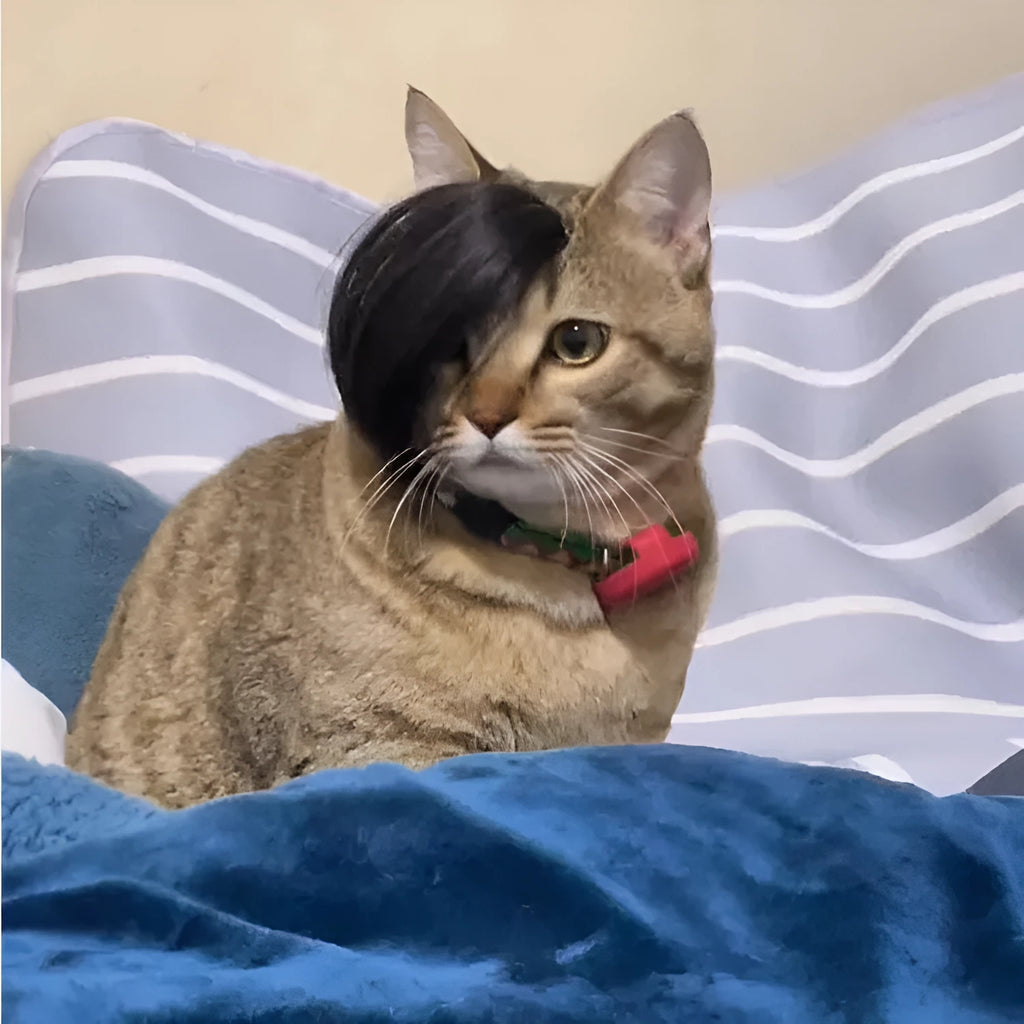 Black imitation braid cat wig for pet dress up and costumes