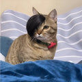 Black imitation braid cat wig for pet dress up and costumes
