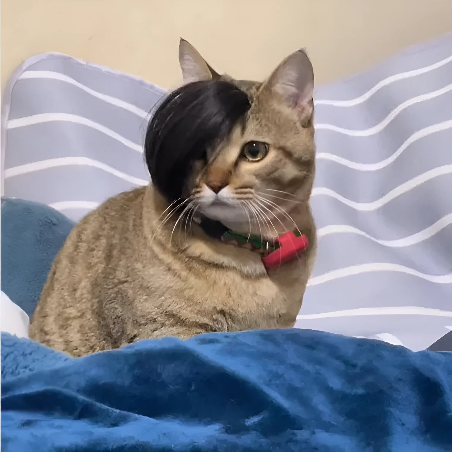 Black imitation braid cat wig for pet dress up and costumes