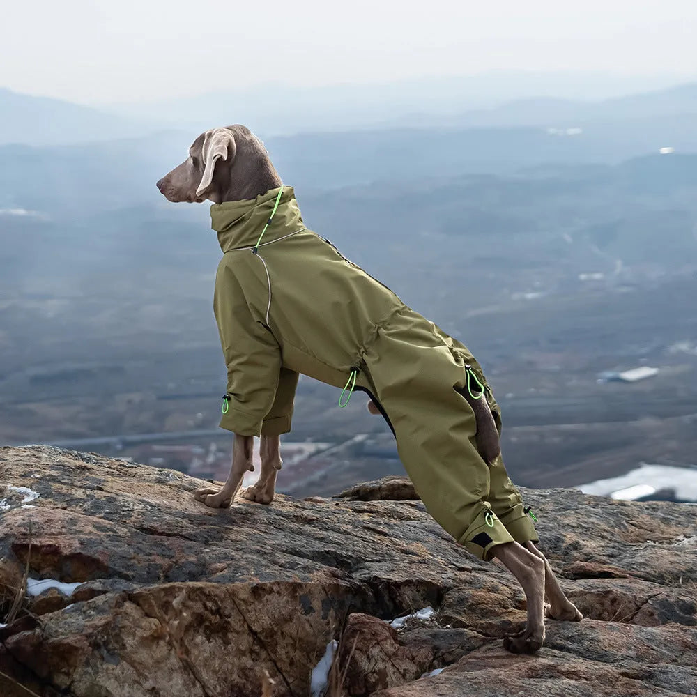 Large dog wearing a windproof polyester shell jacket with turtleneck in army green colour, standing outdoors