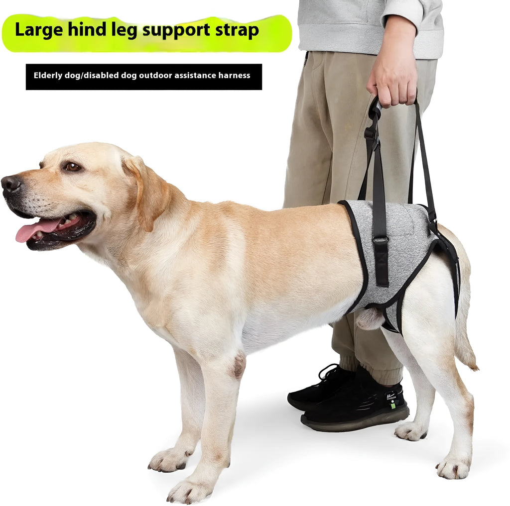 Grey neoprene dog rear leg recovery belt showing adjustable sizing for injury support