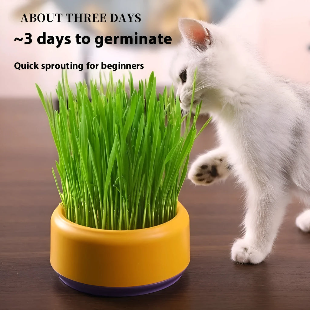 Blue, green, and yellow hydroponic cat grass kits with soilless planters and seed packets.