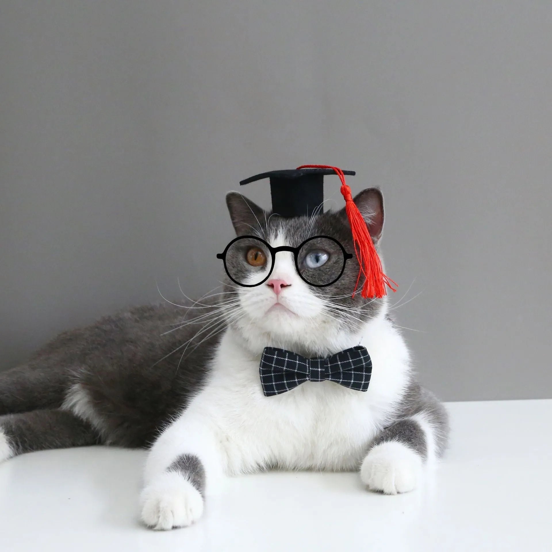 Pet graduation cap and bow tie set in wool felt with elastic 18cm hair band for small dogs and cats