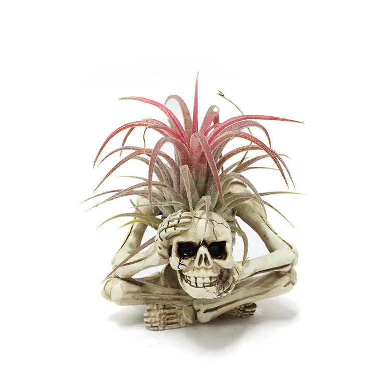 Gothic skull design Tillandsia bracket with resin pot for soilless air plant display