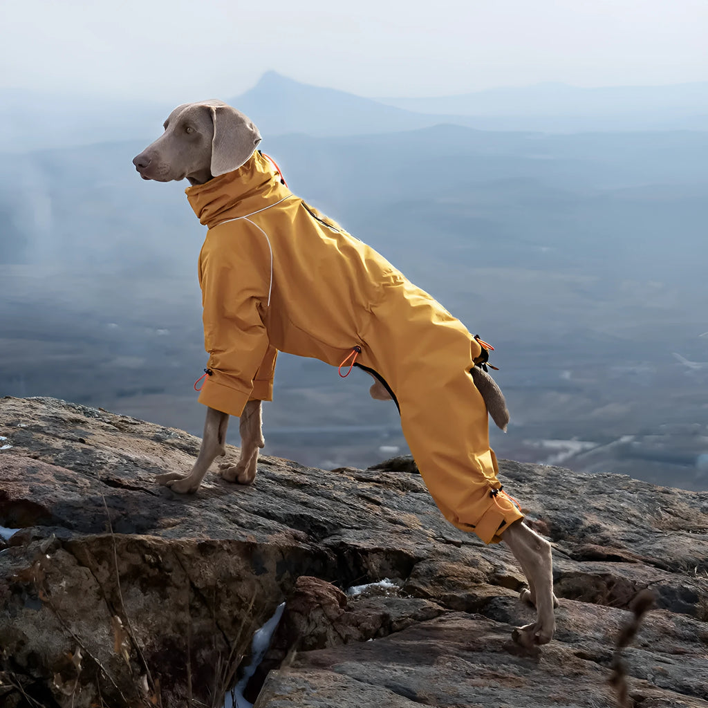 Large dog wearing a windproof polyester shell jacket with turtleneck in army green colour, standing outdoors