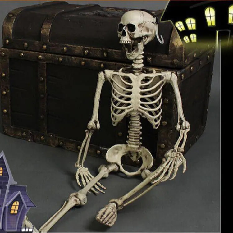 170cm plastic skeleton prop with detailed skull and bones for Halloween or medical displays