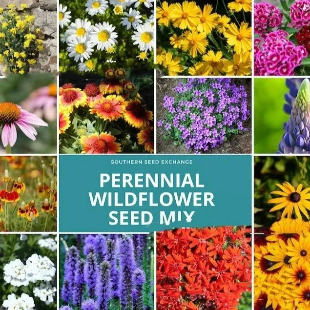 Packet of Purpleflower Holly Leaf mixed wildflower seeds for garden borders.