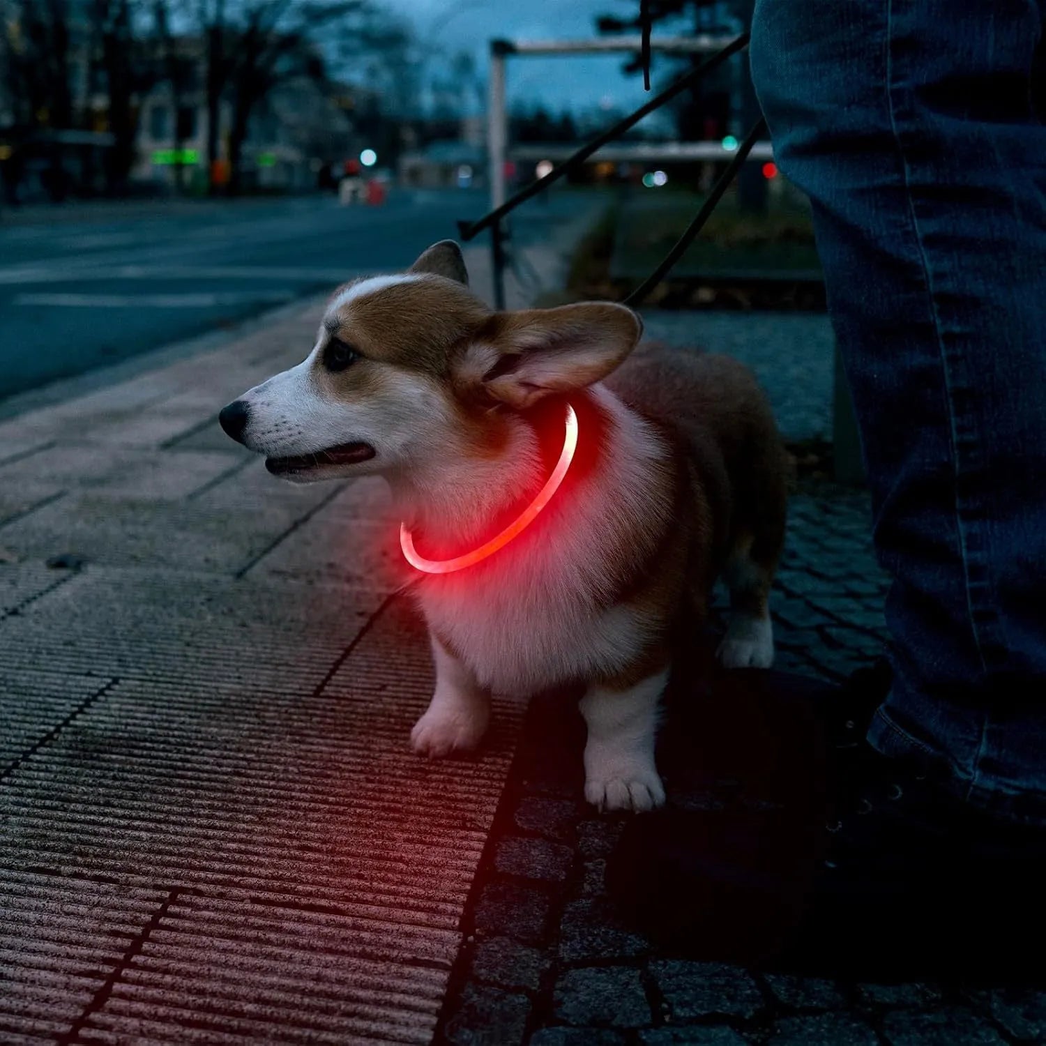 USB rechargeable LED dog safety collar with glowing light and adjustable 70cm TPU construction