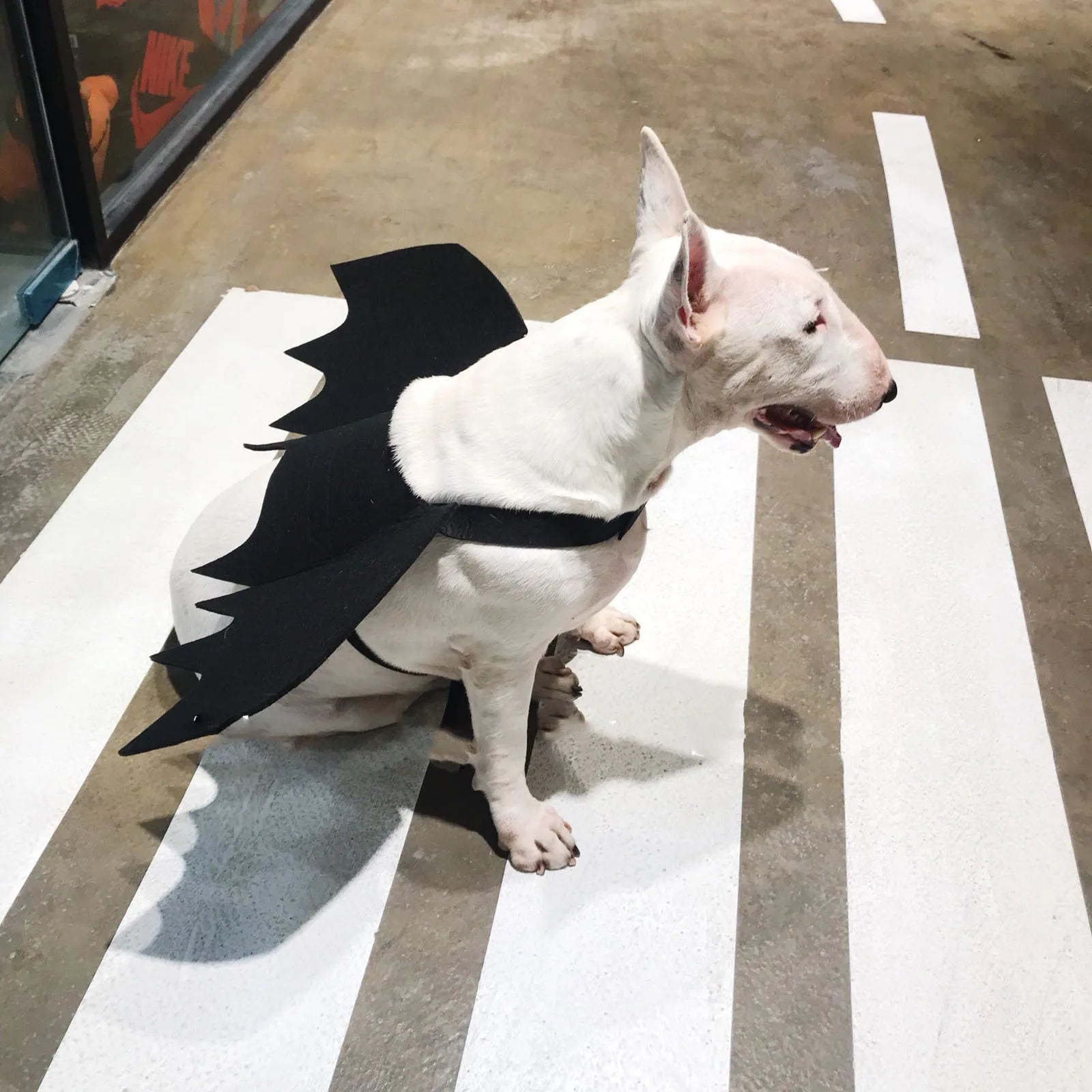 Black bat wing pet costume decoration for dogs, three sizes S M L, bust 44-86cm, shown on a dog