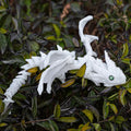 PLA plastic flying dragon wing decoration measuring 25x16x3cm in multiple colour finishes