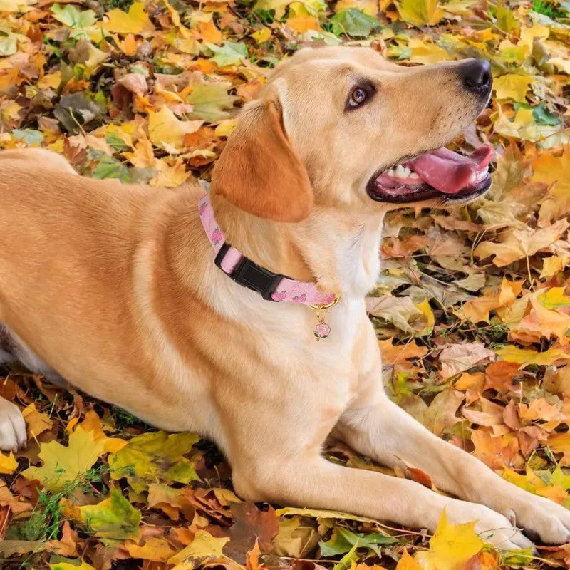 Adjustable polyester dog collar with floral pattern in multiple colours for traction