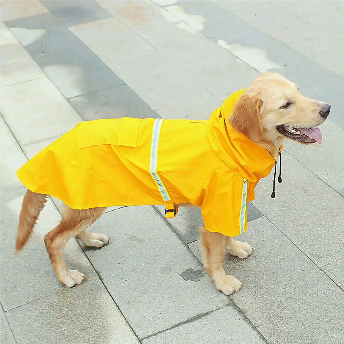 Waterproof dog raincoat in synthetic leather with reflective stripe and hood on a small dog