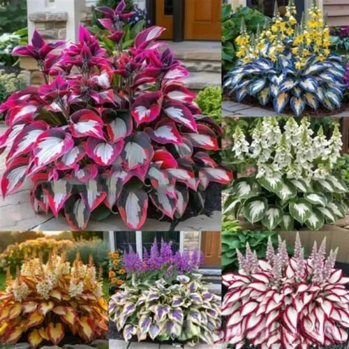 Pack of 50 coloured leaves jade barrettes flower seeds in clear OPP packaging.