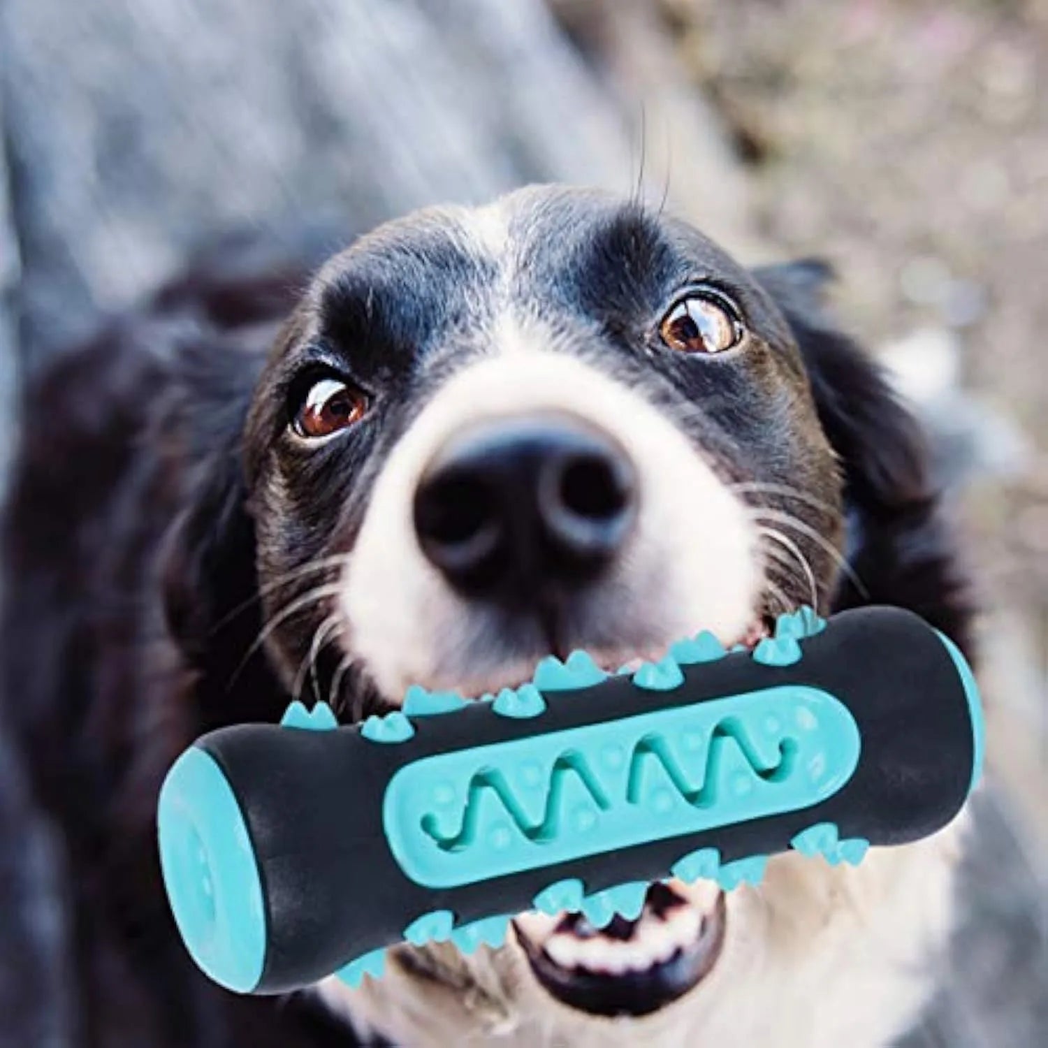 Natural rubber dog toothbrush chew toy in blue colour for dental cleaning, showing textured stick design