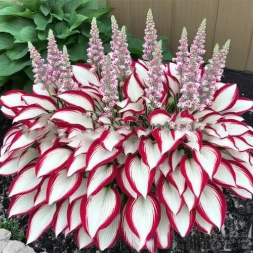 Pack of 50 coloured leaves jade barrettes flower seeds in clear OPP packaging.