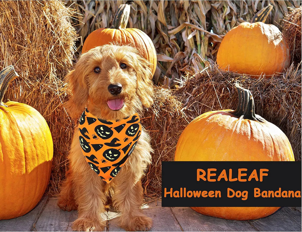Black and orange reversible Halloween dog bandana with pumpkin and spider web patterns laid flat.