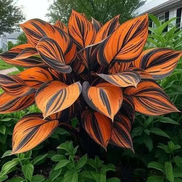 Pack of 50 coloured leaves jade barrettes flower seeds in clear OPP packaging.