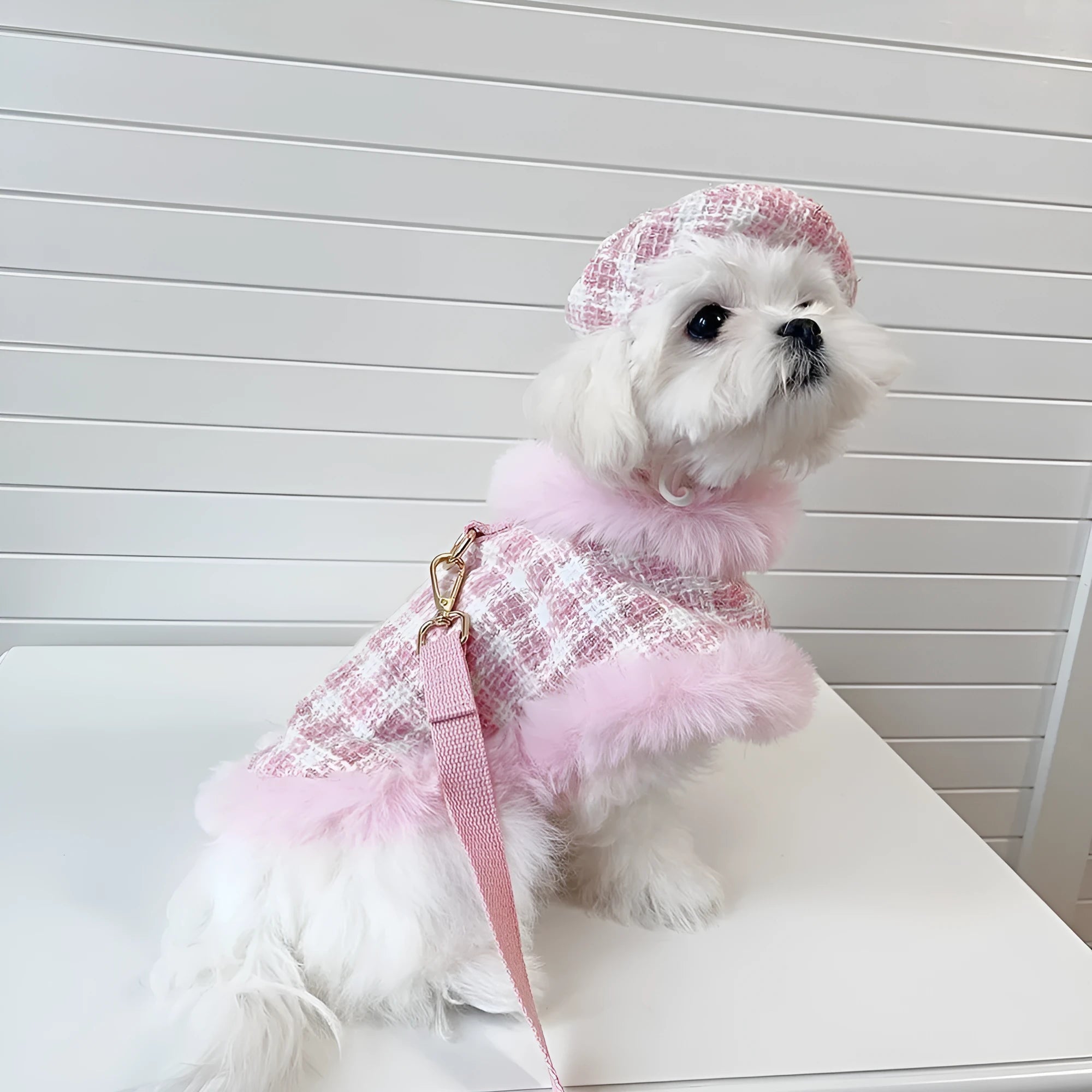 Pink cat clothing set with beret, cloak and hand holding rope for female cats