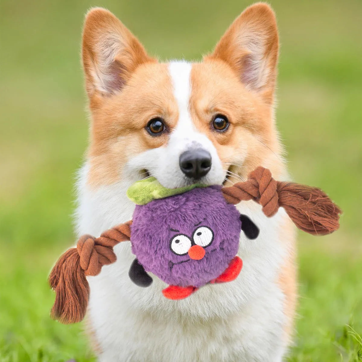 Green plush rope knot dog toy with molar tooth shape for tug-of-war games