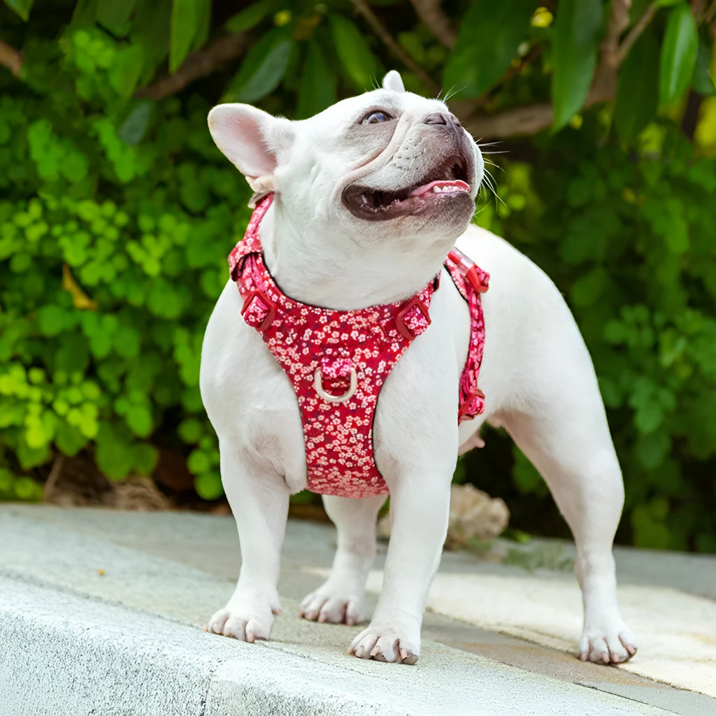 Floral pattern pet harness with chest strap for cats and small dogs