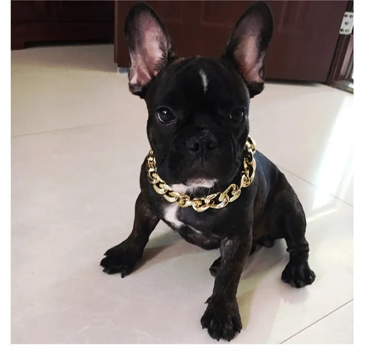 Gold geometric buckle dog chain collar on a small dog, showing twisted link design.