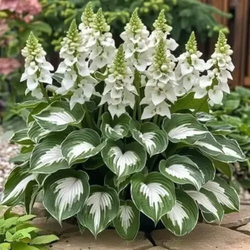Pack of 50 coloured leaves jade barrettes flower seeds in clear OPP packaging.