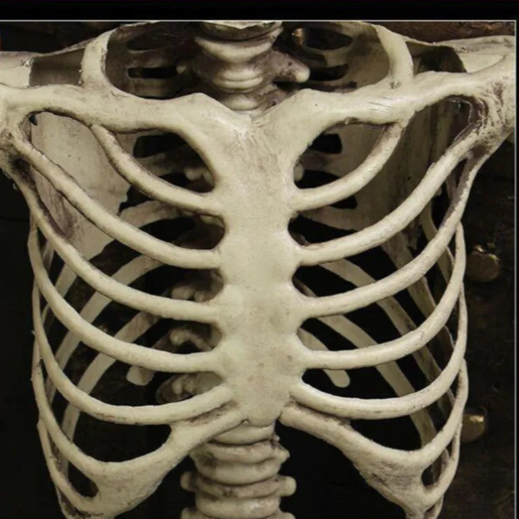 170cm plastic skeleton prop with detailed skull and bones for Halloween or medical displays