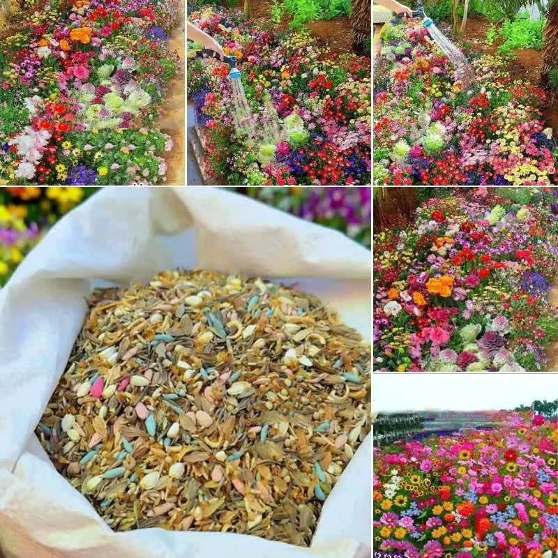 Packet of Purpleflower Holly Leaf mixed wildflower seeds for garden borders.
