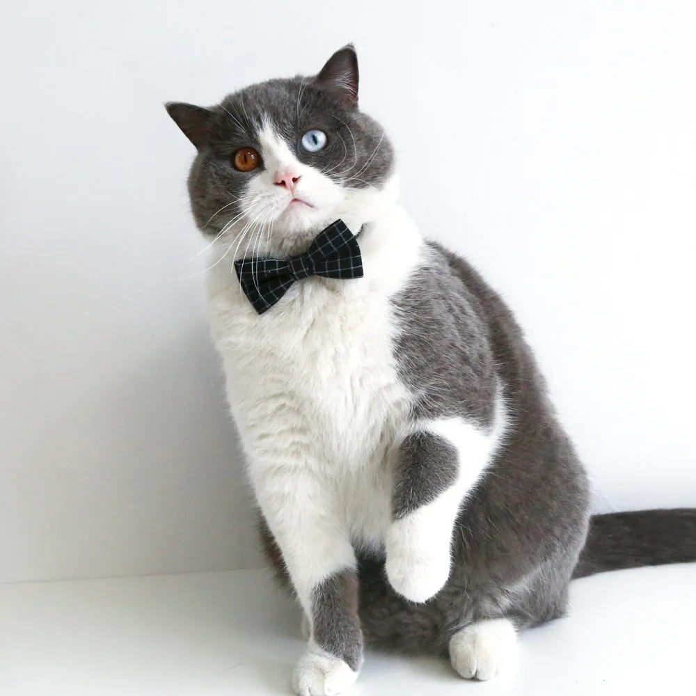 Pet graduation cap and bow tie set in wool felt with elastic 18cm hair band for small dogs and cats