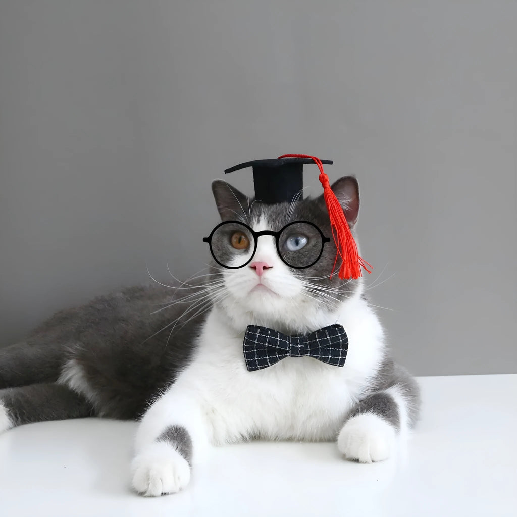 Pet graduation cap and bow tie set in wool felt with elastic 18cm hair band for small dogs and cats