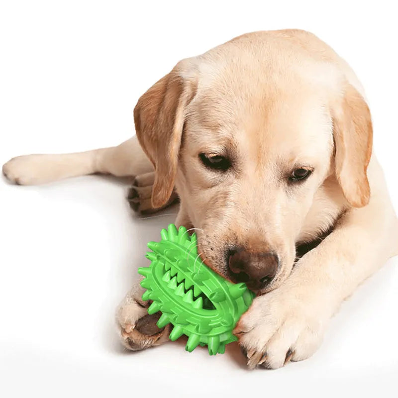 Green cactus-shaped dog chew toy with textured bumps and a central channel for dental care.
