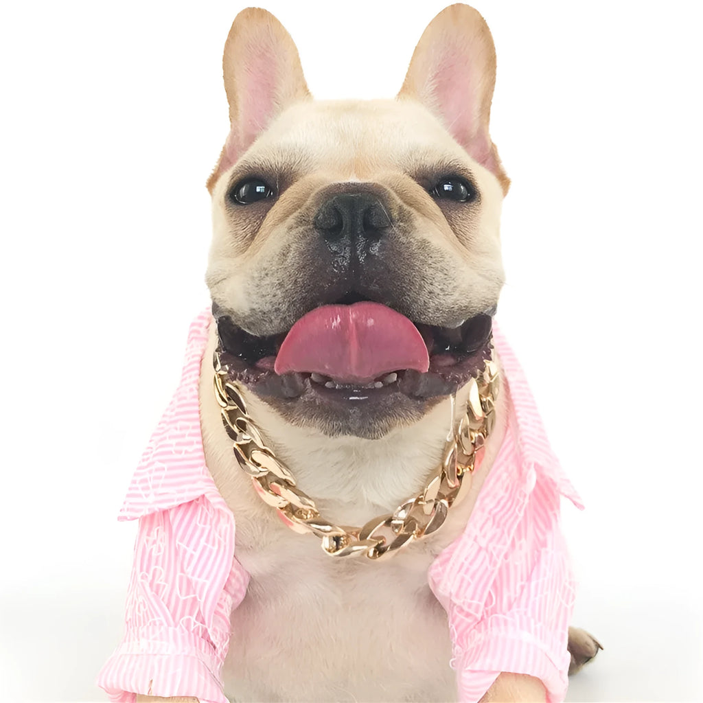 Gold geometric buckle dog chain collar on a small dog, showing twisted link design.