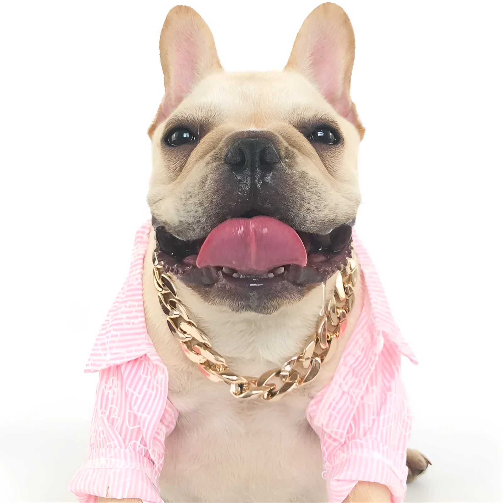 Gold geometric buckle dog chain collar on a small dog, showing twisted link design.